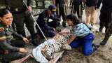 Autoridad ambiental de Amazonas reconoce que desapareció el jaguar hallado en la U. Nacional