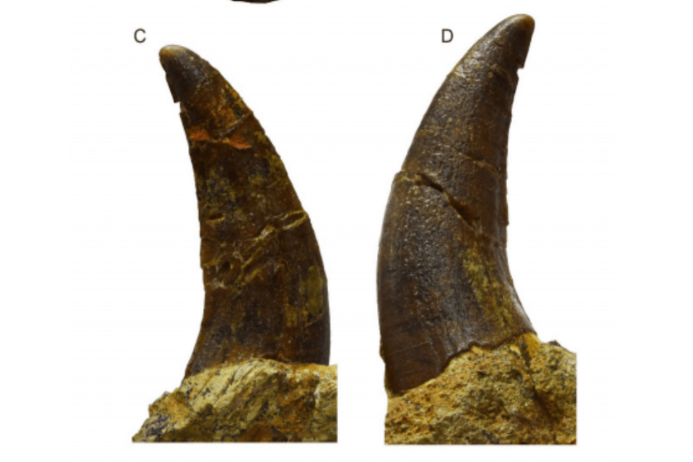 Estos son los colmillos del "gran león africano", probablemente pertenecientes a la mandíbula inferior. / Journal of Vertebrate Paleontology