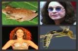 Los "pop stars" del reino animal