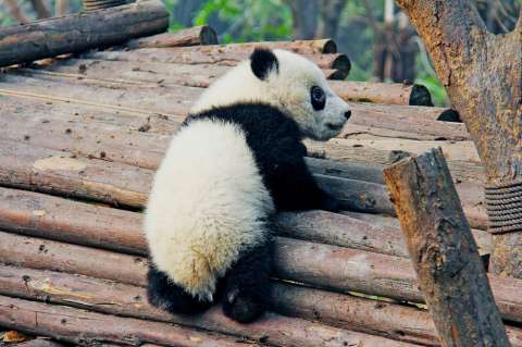 Francia espera el nacimiento de su primer bebé panda