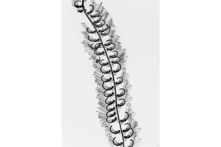 Ganadora categoría "Fotografía creativa de la naturaleza"