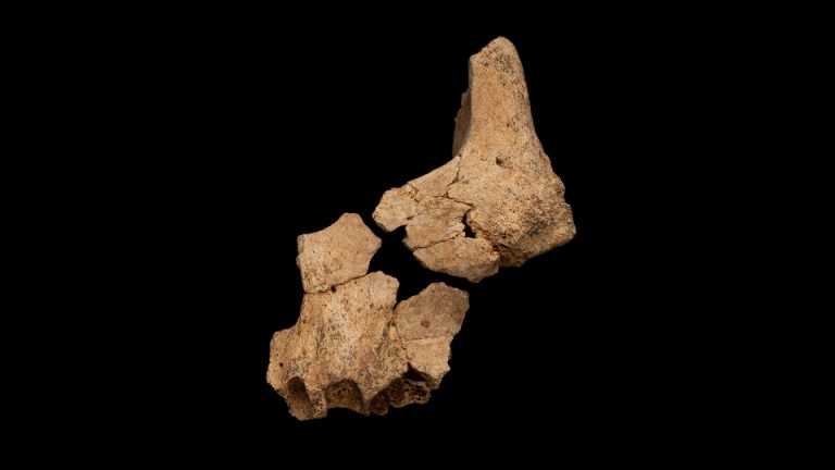 Posible fósil humano más antiguo de Europa fue hallado en España