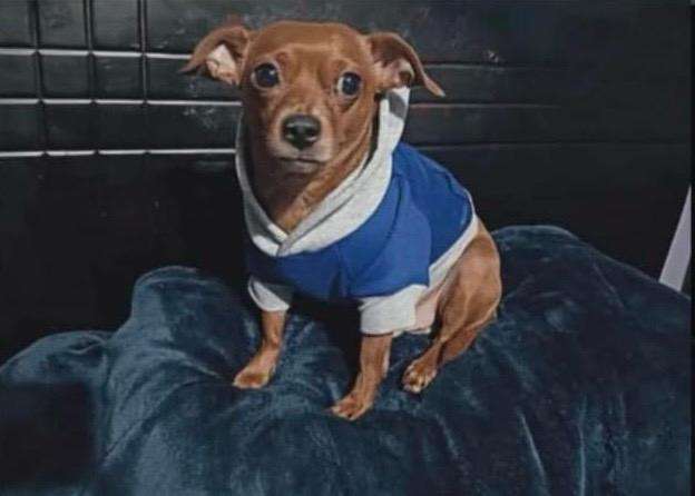 Buscan a Kalon, perrito perdido en Bogotá que requiere medicamento urgente