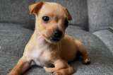 Cachorros con sus mamás: los videos más tiernos que están conquistando las redes sociales