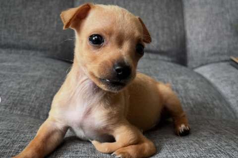 Cachorros con sus mamás: los videos más tiernos que están conquistando las redes sociales
