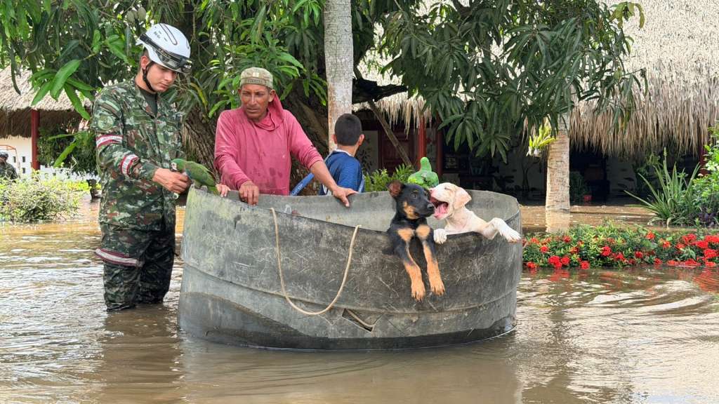 Más de 300 animales han sido rescatados tras inundaciones en Montería