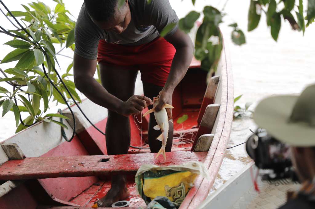 cada año 35 nuevas especies de peces son descubiertas en los ríos amazónicos.