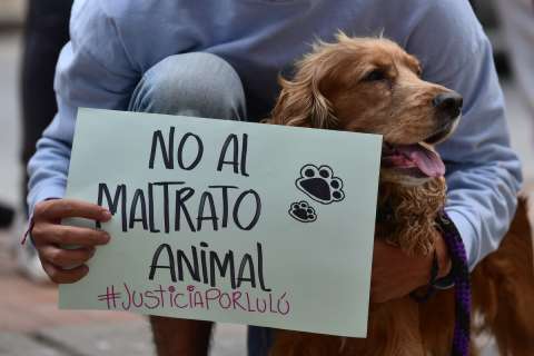 Expopet: adopte uno de estos animales que fueron presuntamente maltratados en el pasado