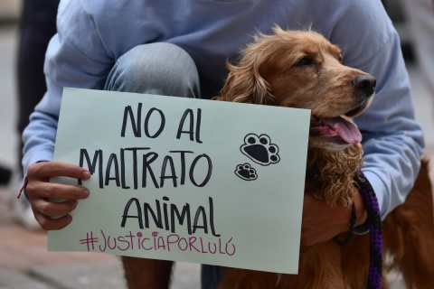 Un perro es atacado con un machete en la cabeza en Piedecuesta