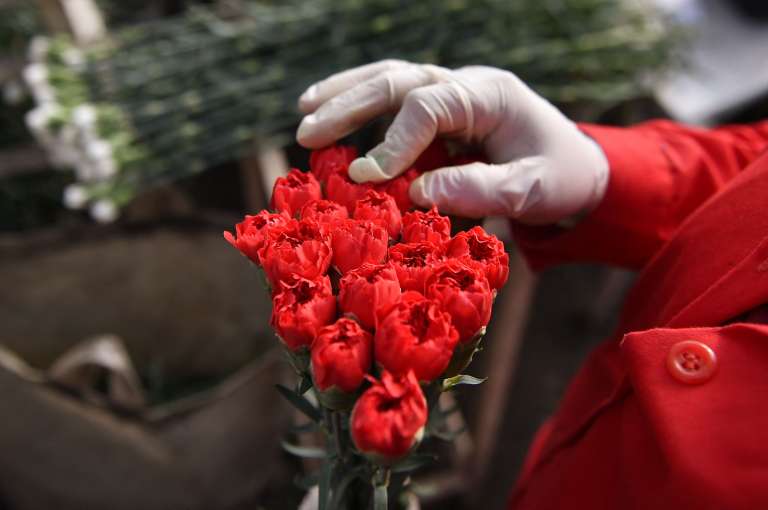 Floricultores Cultivo Rosas