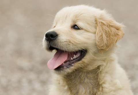 ¿Cuáles son las razas de perro más buscadas a nivel mundial? Le contamos