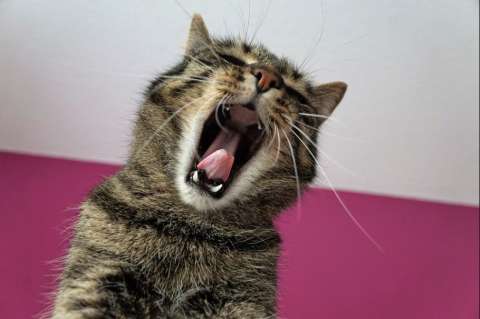 ¿Cuánto tiempo un gato puede estar sin comer?