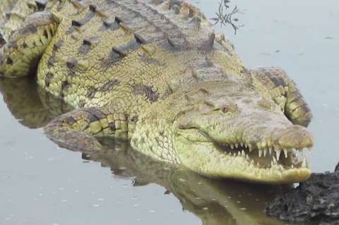 Caimán Aguja causó pánico a turistas del Parque Nacional Tayrona, en Santa Marta