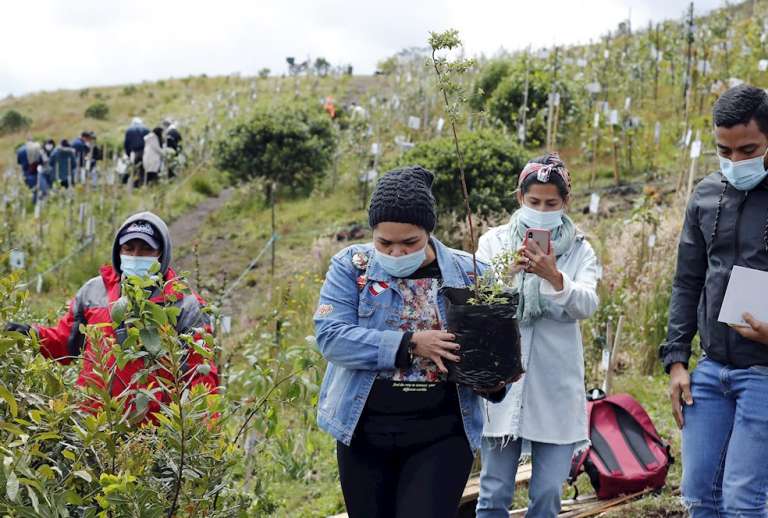 Las cenizas de víctimas de covid-19, fuente de vida de un páramo en Colombia