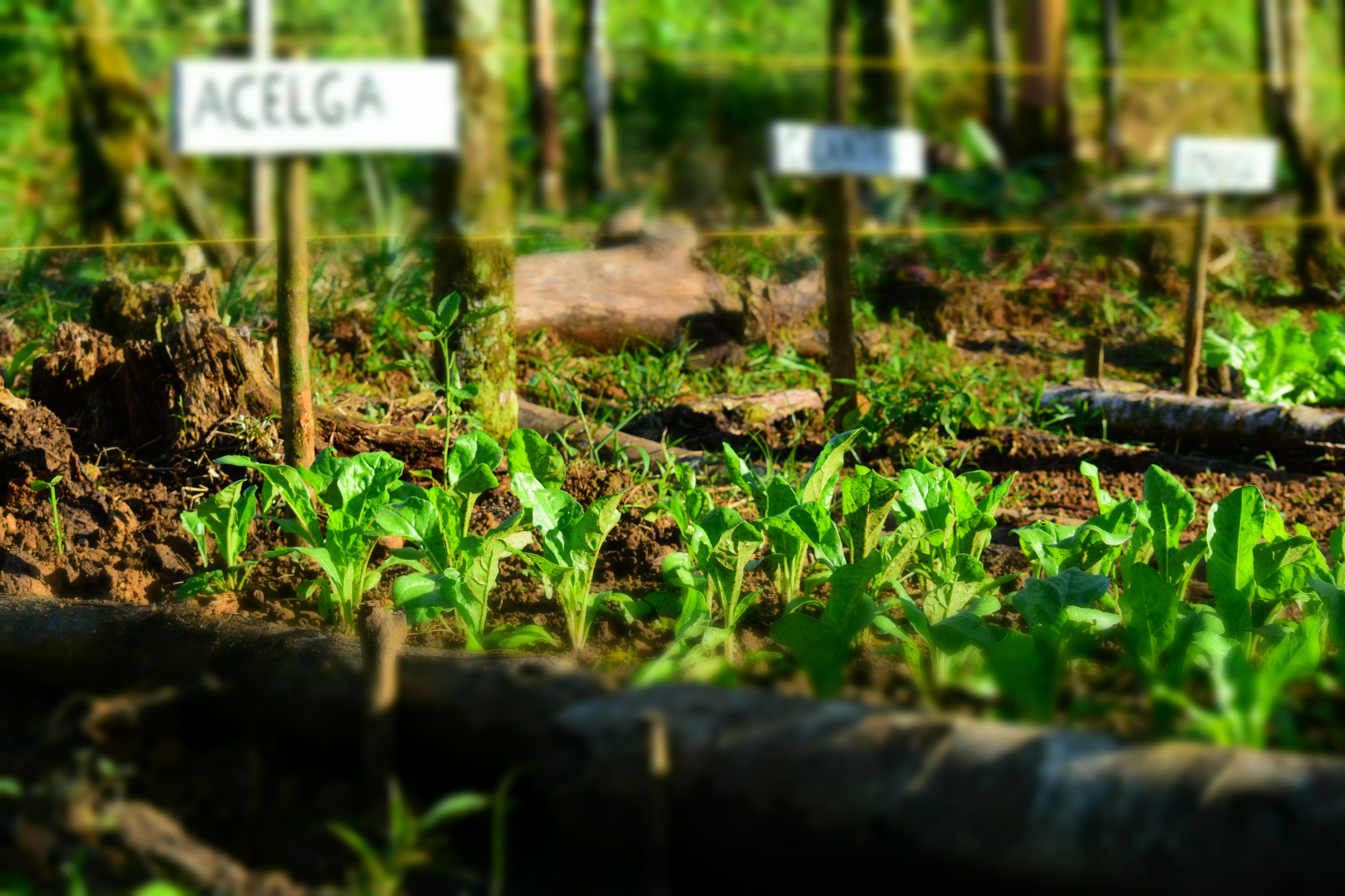 Agricultura biológica