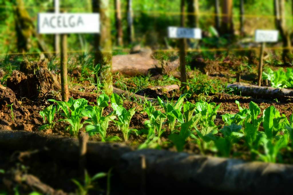 Agricultura biológica