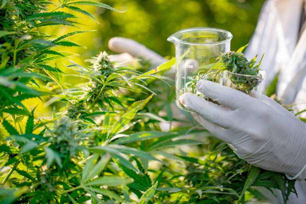 Algunas empresas han invertido hasta entre 30 y 50 millones de dólares para entrar al mercado de cannabis medicinal en Colombia. /Getty