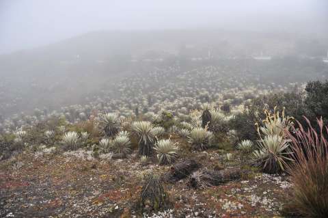 Decreto que reglamenta el fondo para la gestión ambiental del país ya está listo
