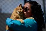 Con este programa único buscan fomentar la adopción de gatos positivos a virales