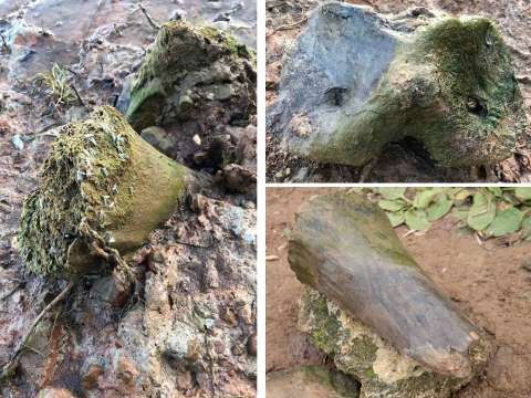 Una niña encontró restos de un mamut que se habría extinguido hace 100.000 años