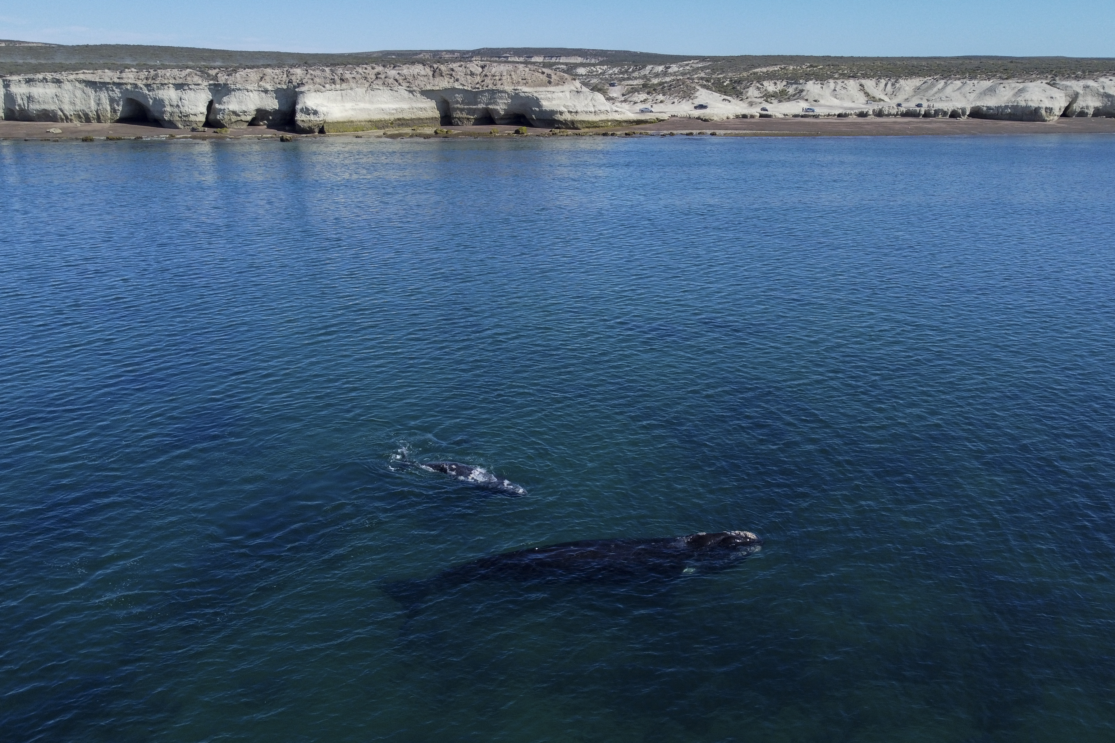 El saldo de ballenas franca austral muertas frente a las costas de la Península Valdés, en la Patagonia argentina, ascendió a 30, presuntamente debido al fenómeno de la "marea roja", informó este viernes el Instituto de Conservación de Ballenas (ICB).