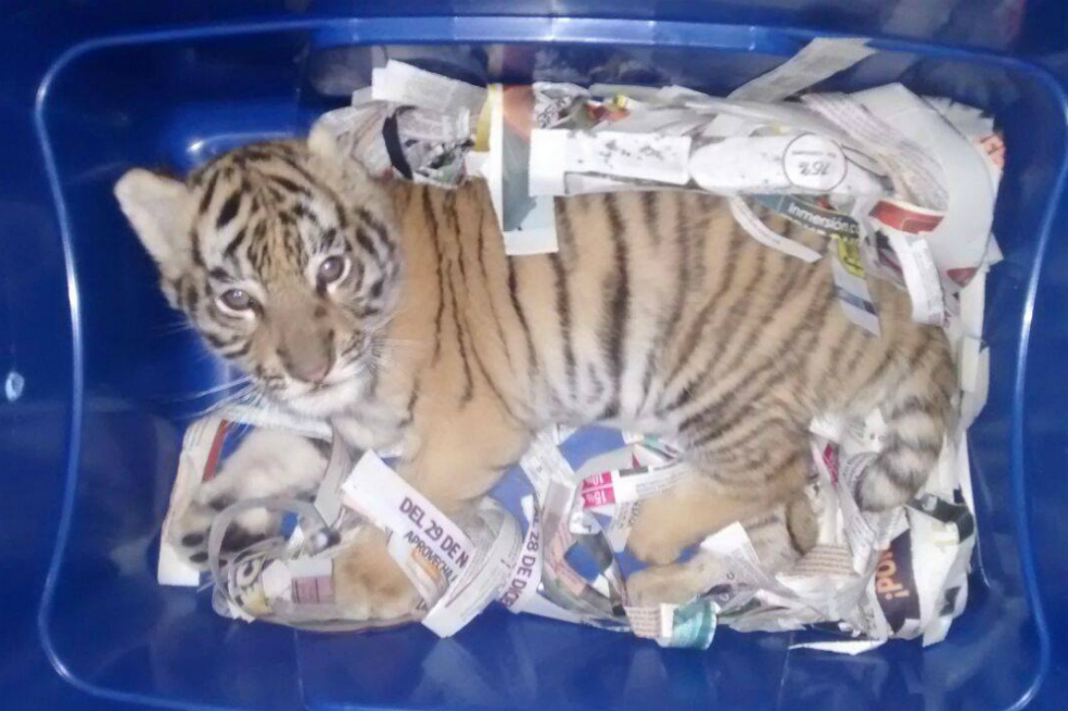 El felino fue encontrado en una caja de plástico azul. / Tomada de la página de Facebook de Policía Federal de México