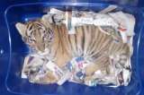 Encuentran en una caja plástica a un tigre de bengala que iba a ser enviado por correo