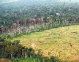 La deforestación en Colombia sigue aumentando. ¿Qué errores se están repitiendo?