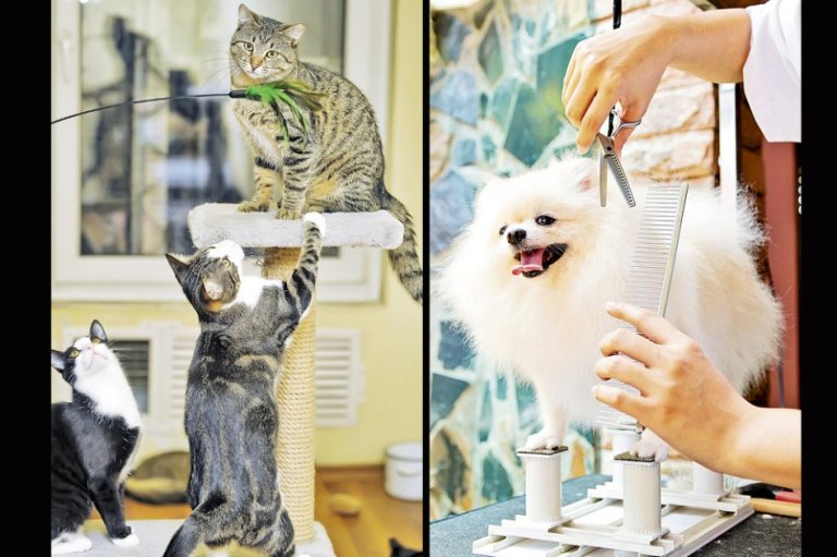El cambio de ‘look’ de las veterinarias