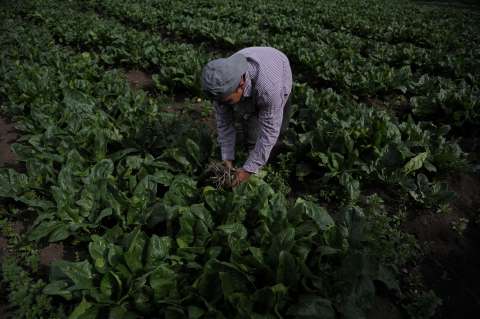 La guerra de la agricultura contra la biodiversidad