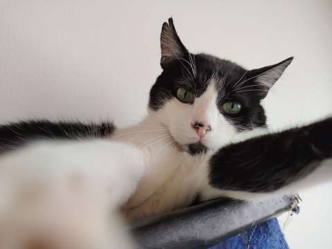 Taka, el gato blanco y negro que superó el abandono y busca una familia amorosa