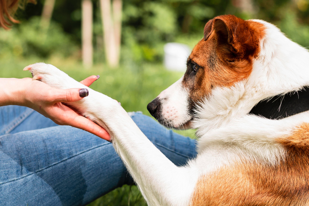 Las reacciones adversas de perros y gatos a los alimentos generalmente se asocian con alergia o hipersensibilidad