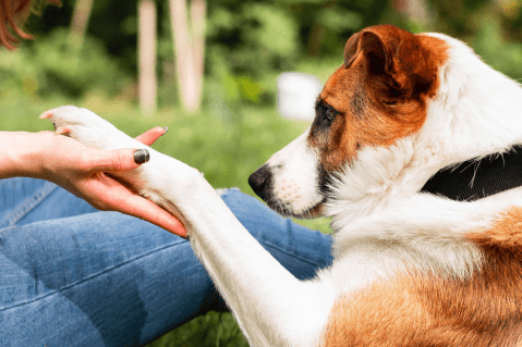 ¿Por qué mi perro se rasca mucho?