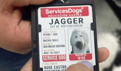 (Video) Rechazan la entrada de un perro de ayuda médica a un supermercado en Cali