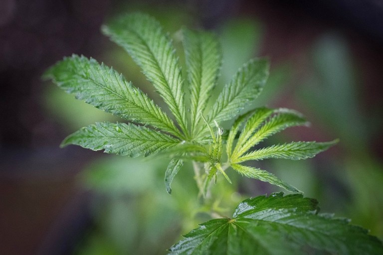 En Canadá se podrá viajar hasta con 30 gramos de marihuana en vuelos nacionales