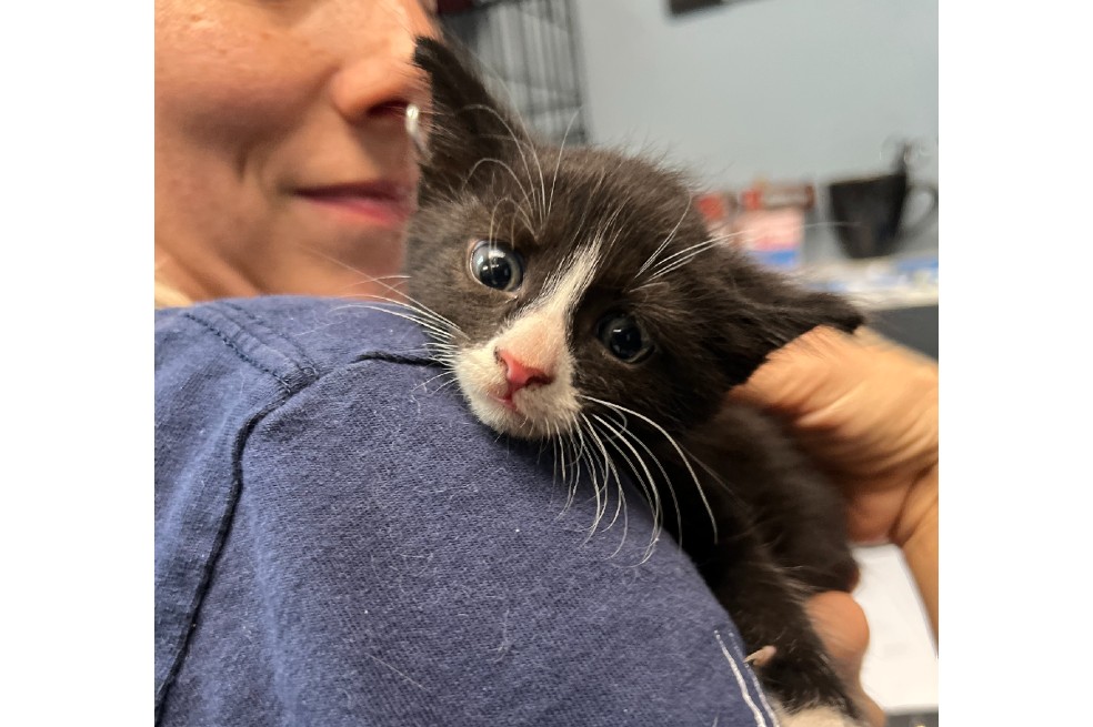 Él es Toby, un gatito que fue abandonado en un bote de basura cerca a un hospital.