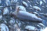 Miles de peces aparecen muertos en un río europeo