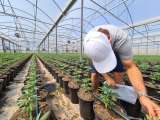 Panorama de la industria del cannabis en Colombia