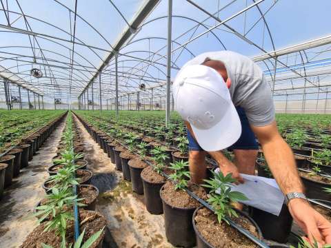 Panorama de la industria del cannabis en Colombia