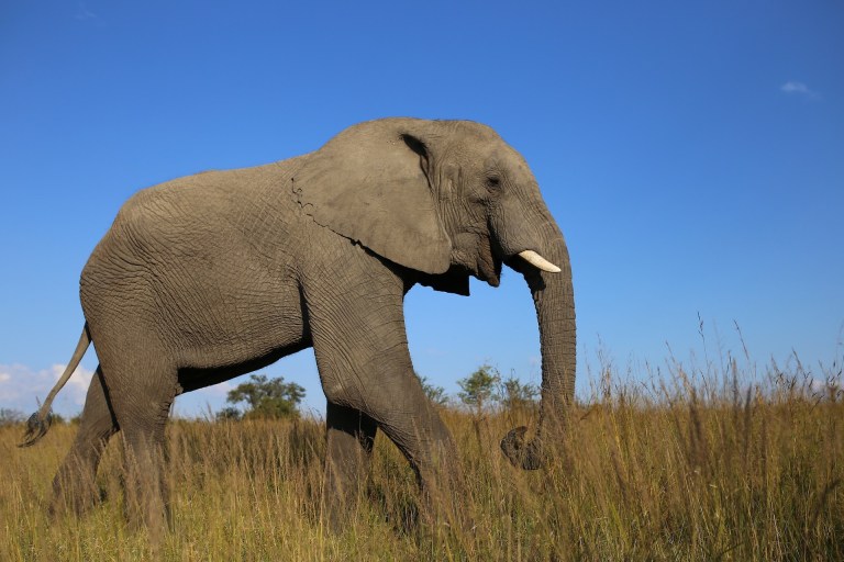 Cinco elefantes muertos en país de África encienden alarmas por tráfico de marfil