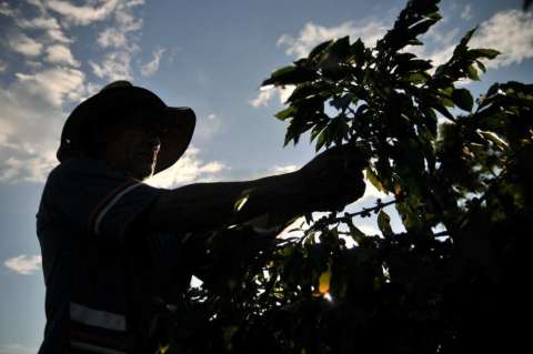 Acusan al Gobierno de haber incumplido acuerdo con cafeteros