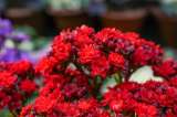 En imágenes: cinco kalanchoes que llenarán de color su hogar y cómo cuidarlos