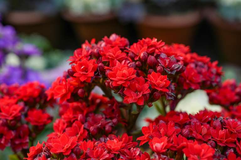 La Kalanchoe blossfeldiana, conocida como kalanchoe de floristería o flor de ventana, es una planta suculenta originaria de Madagascar, apreciada por sus pequeñas flores de colores vivos como rojo, amarillo, naranja, rosa y blanco, así como por sus hojas verdes, carnosas y de bordes festoneados. Es fácil de cuidar, requiere luz brillante indirecta, poco riego y un sustrato con buen drenaje, lo que la convierte en una opción ideal para decorar interiores, patios y jardines en climas cálidos.