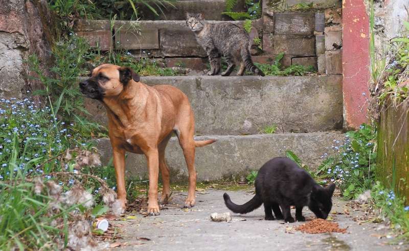 La reglamentación establece los lineamientos técnicos para la atención veterinaria. También define los criterios de priorización poblacional y territorial del programa.