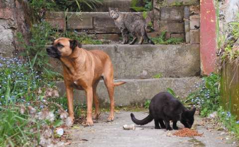 Los reparos al proyecto de ley que busca esterilizar a gatos y perros en el país