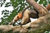 Despiden a trabajador de caña que mató un oso hormiguero en El Cerrito, Valle