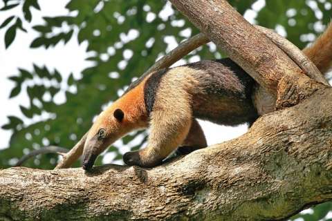 Denuncian que trabajador de caña mató un oso hormiguero en El Cerrito, Valle