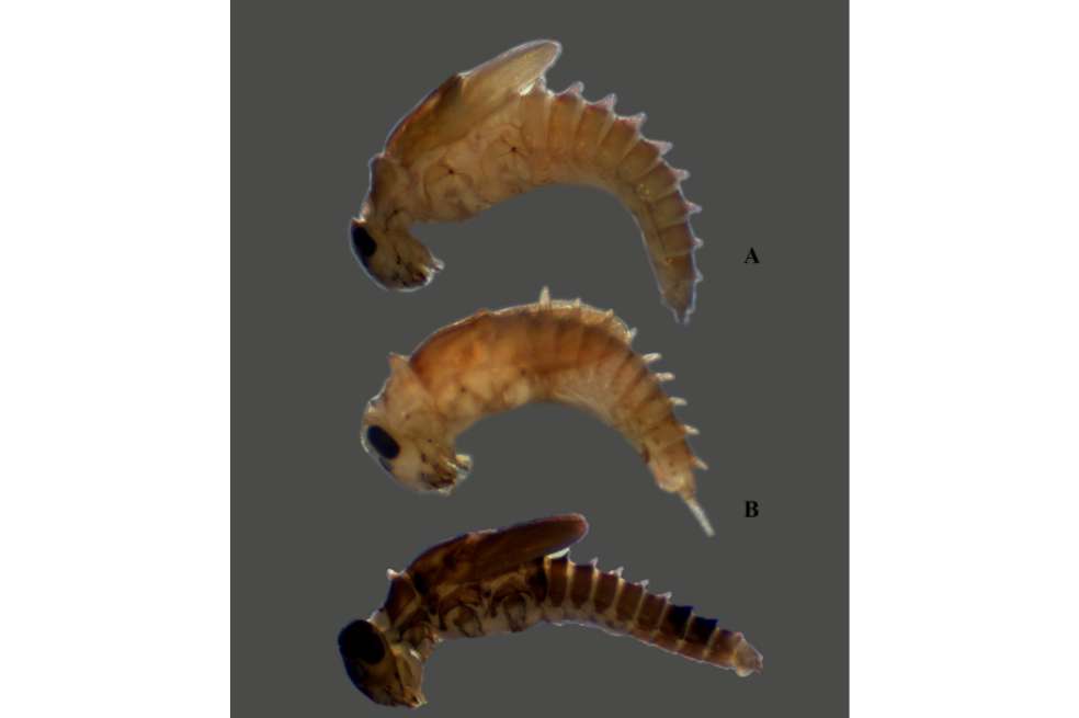 En la imagen aparecen: (A) Baetodes dicyrtus (B) B. huilensis, y (C, la última) B. ironmaiden.