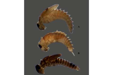 Descubren 12 nuevas especies de insectos en Colombia. Una lleva el nombre de Iron Maiden