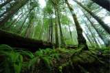 La “red de guardabosques armados” que logró reforestar su territorio